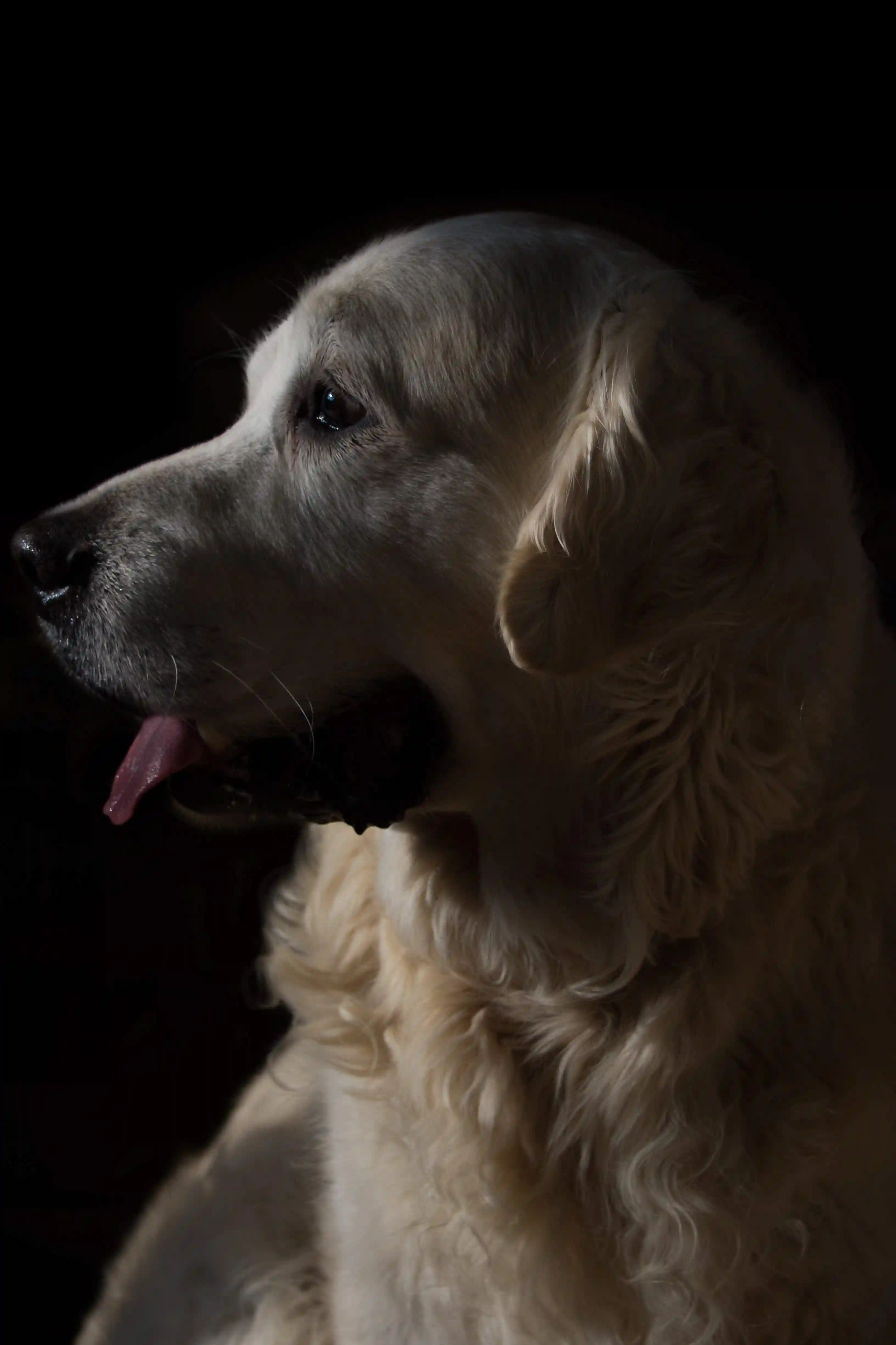 White retriever on a black background