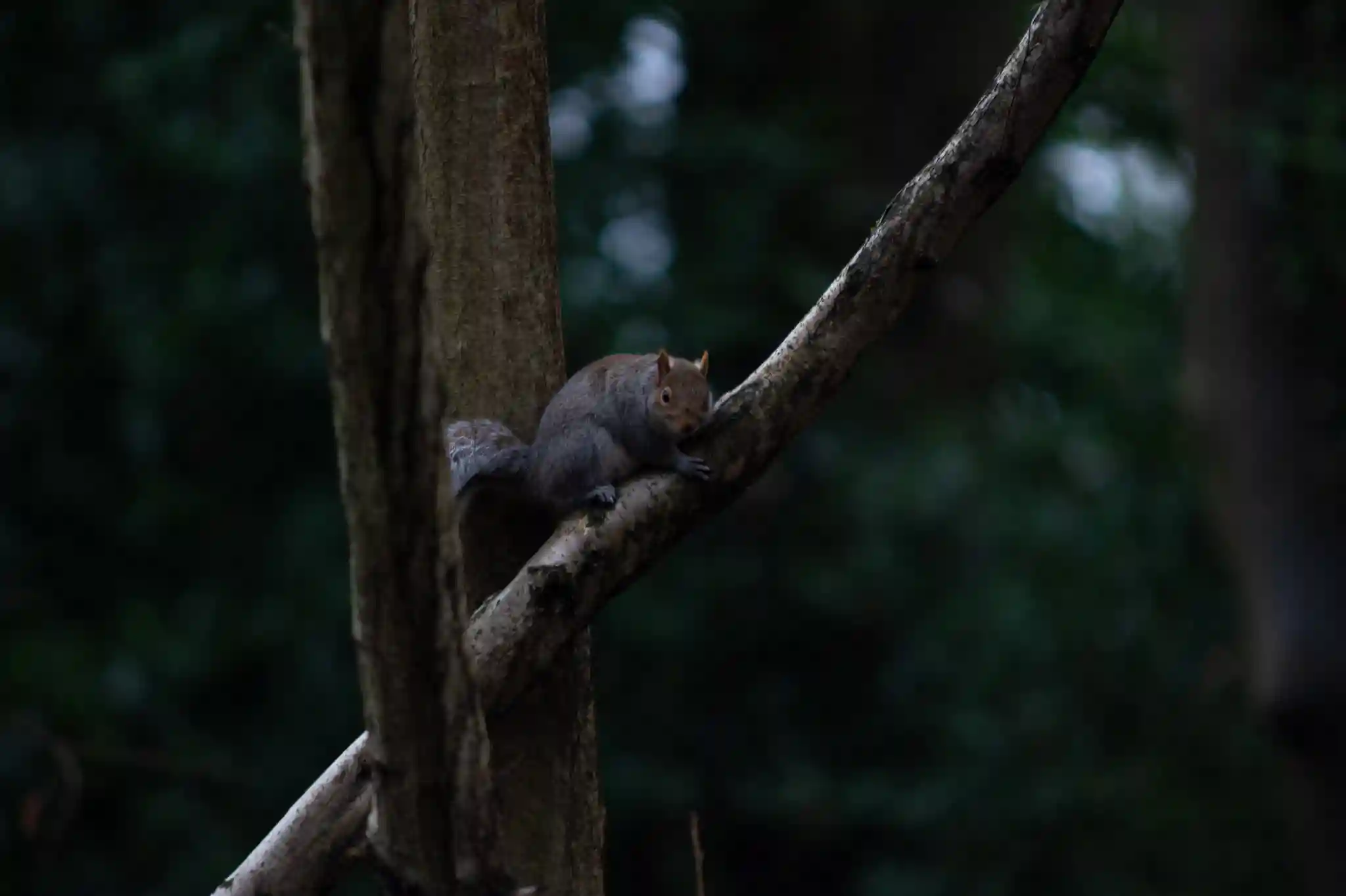 White retriever on a black background