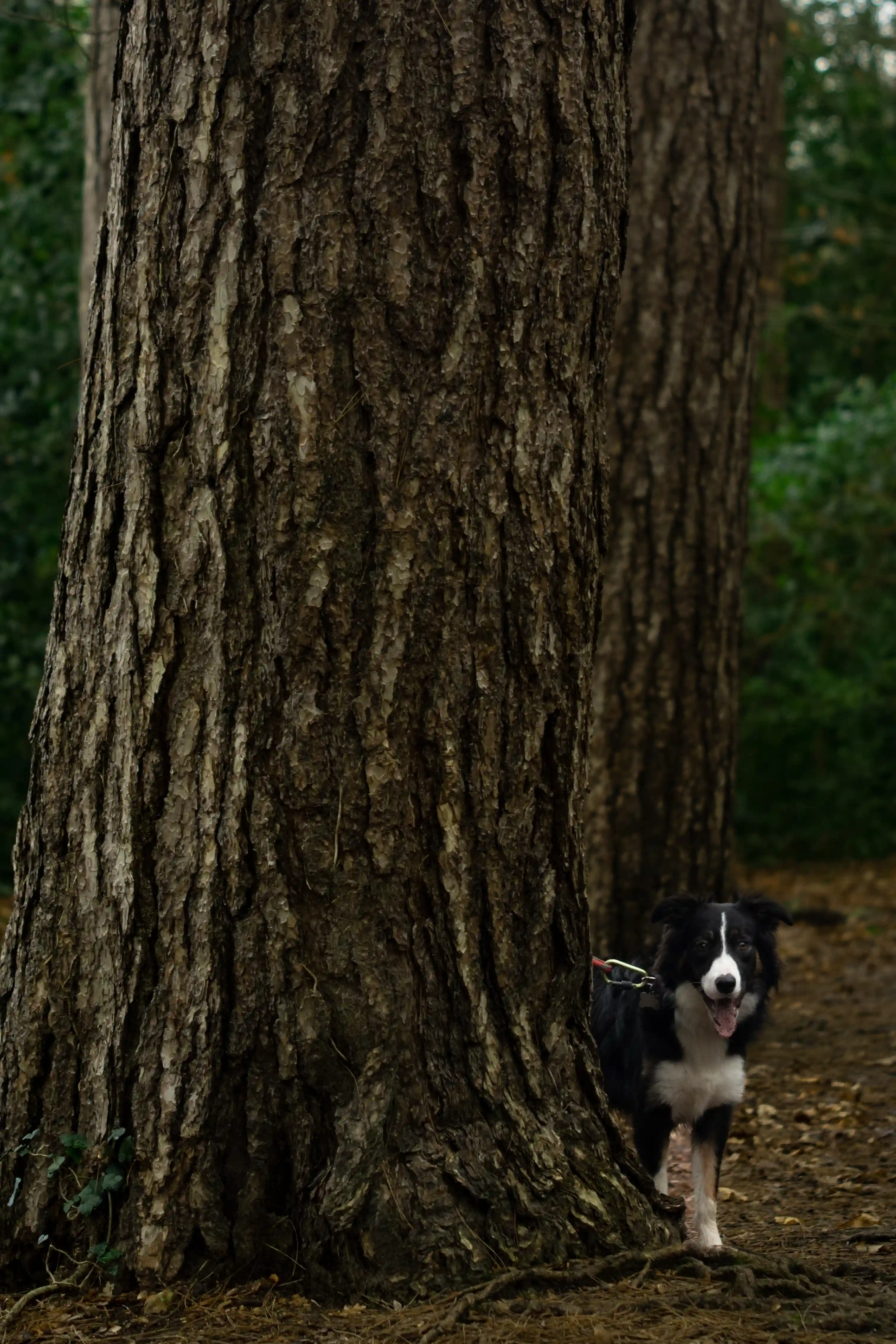 Border collie next to a tall tree