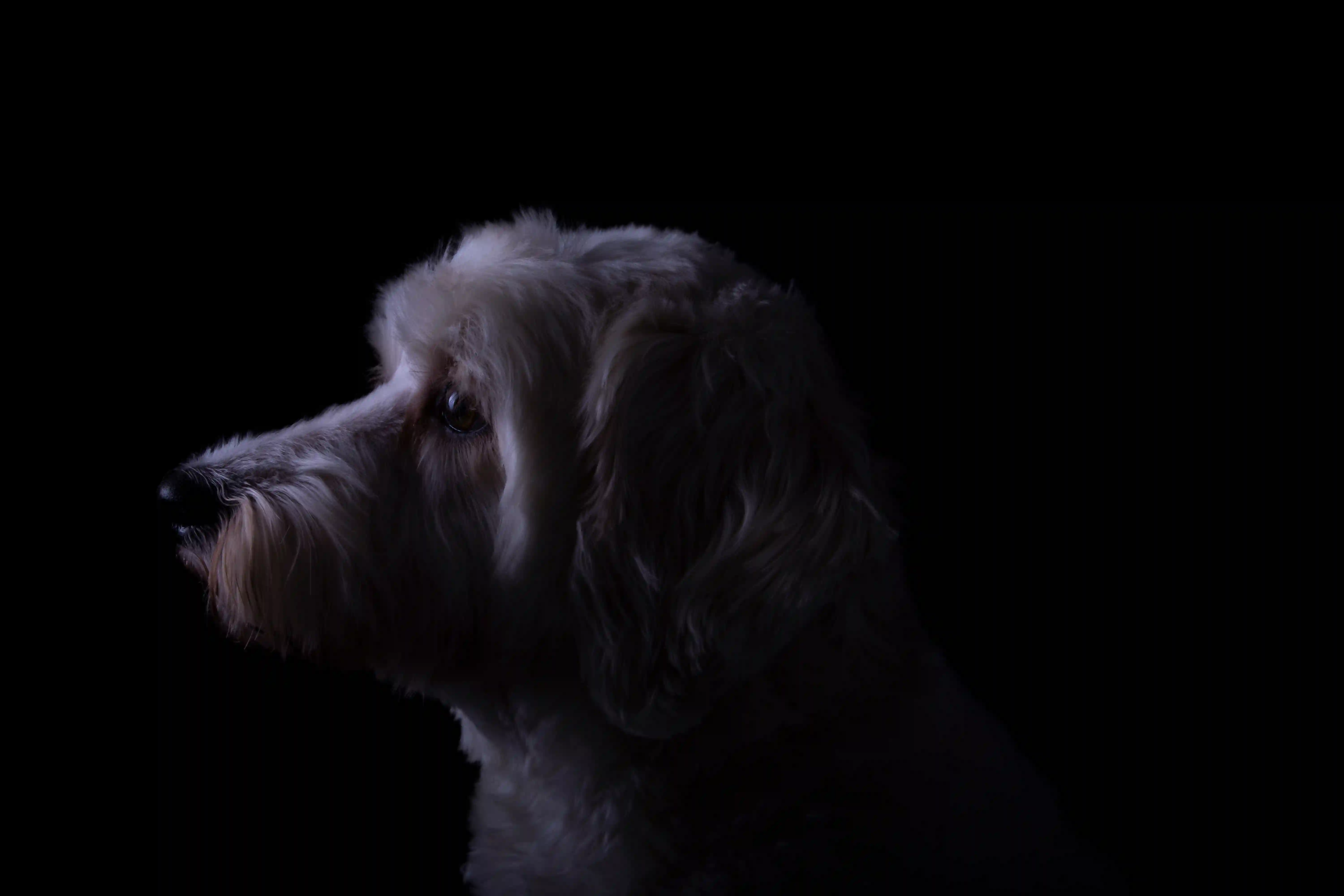 White labradoodle on a black background