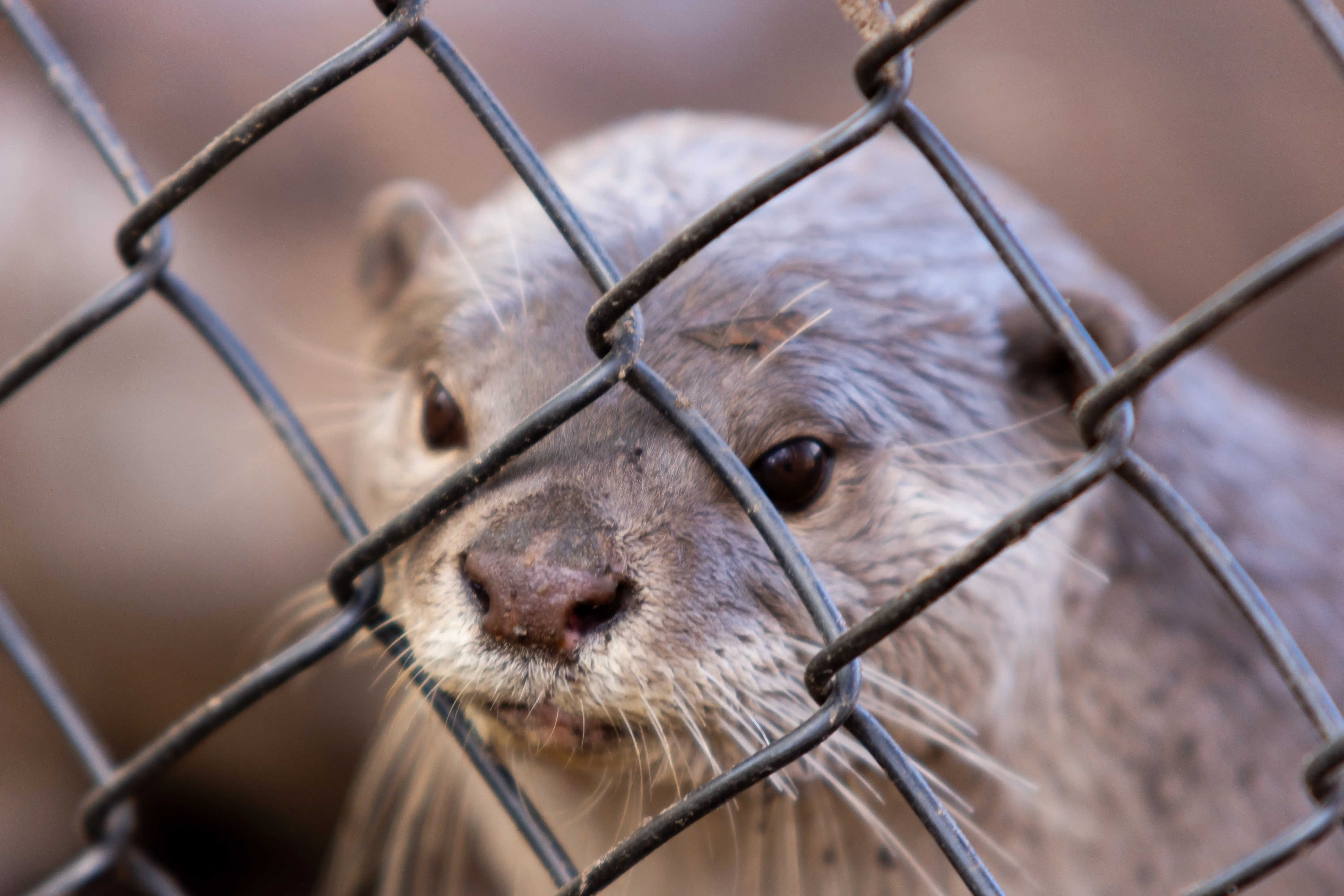 Otter through a chainlink fence