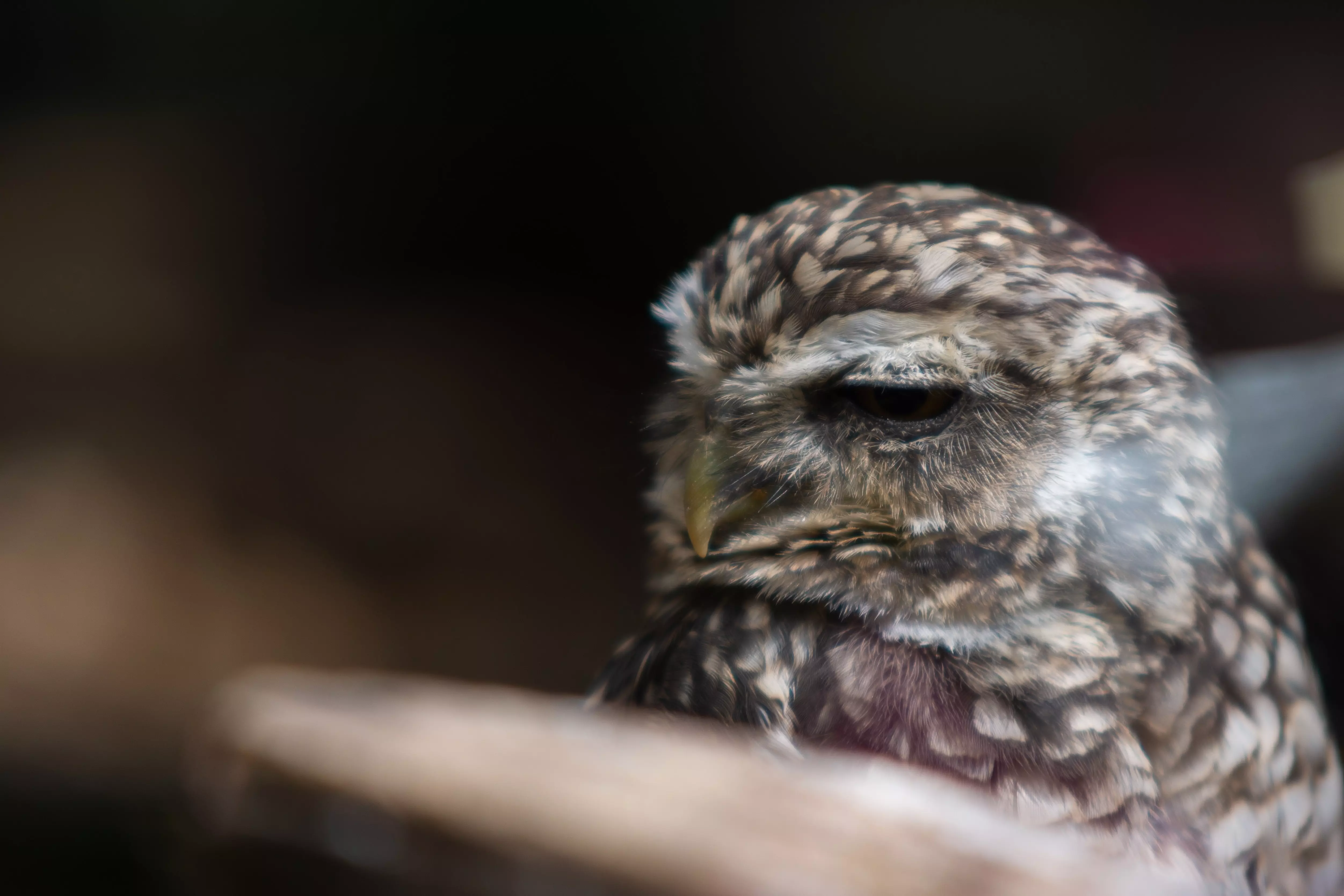 Owl through a pane of glass